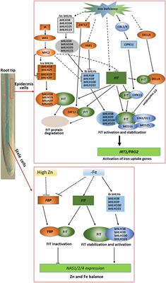 FIT-Binding Proteins and Their Functions in the Regulation of Fe Homeostasis